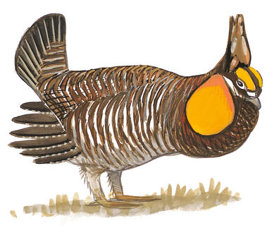 lesser prairie chicken
