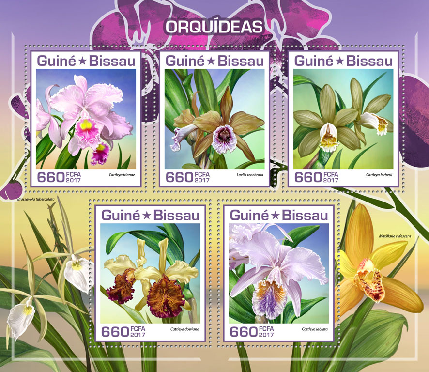 orchids7