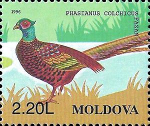 pheasant3