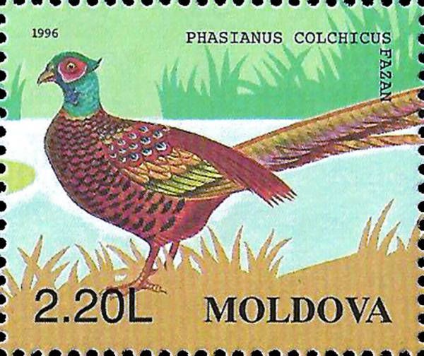 pheasant3