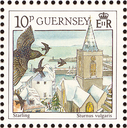 starling5