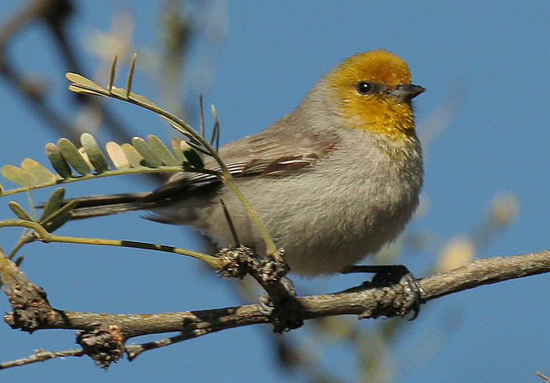 Auriparus flaviceps