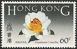 Camellia granthamiana