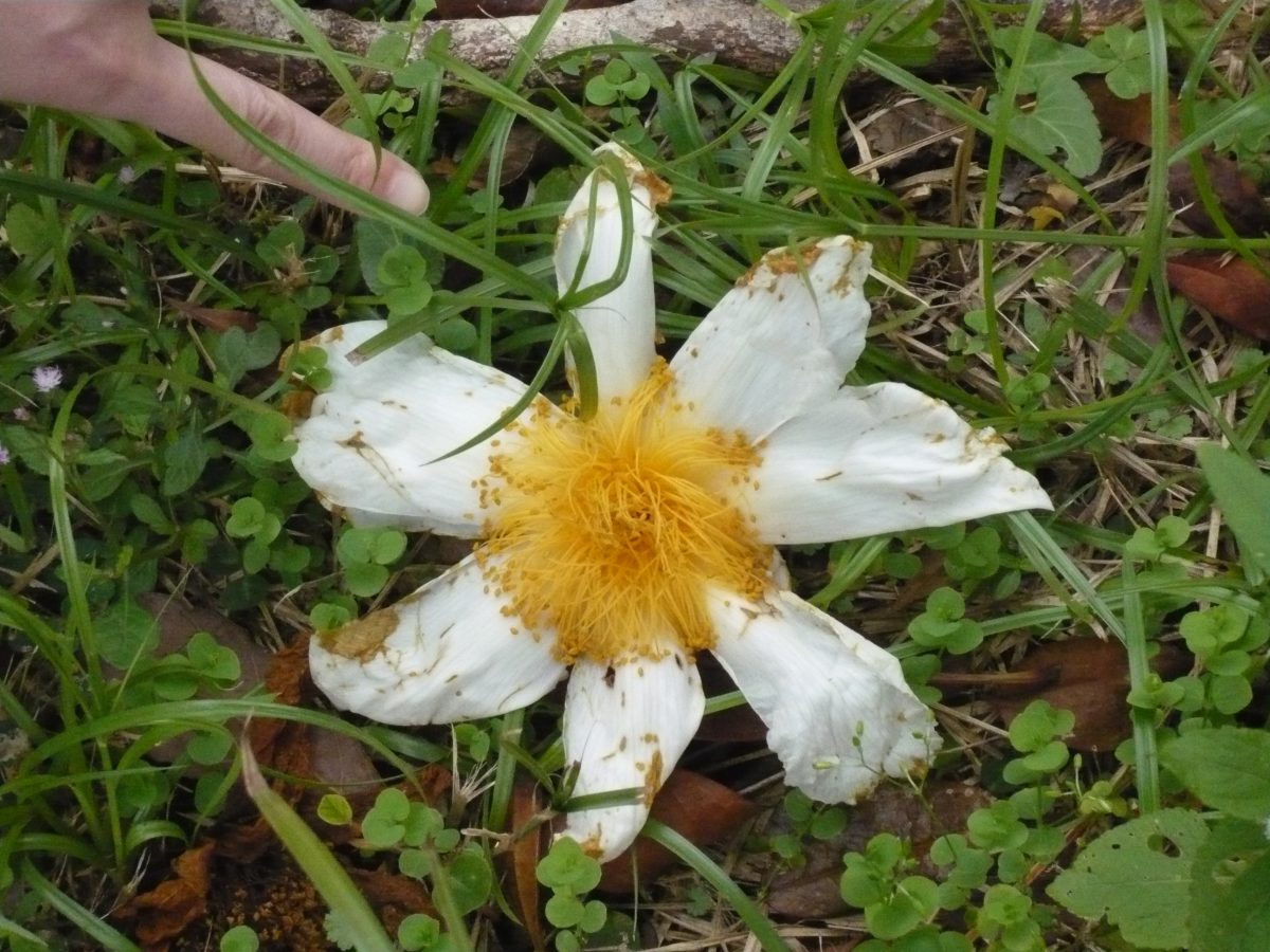 Camellia granthamiana