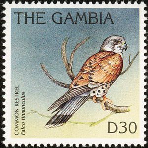 Common-Kestrel-Falco-tinnunculus