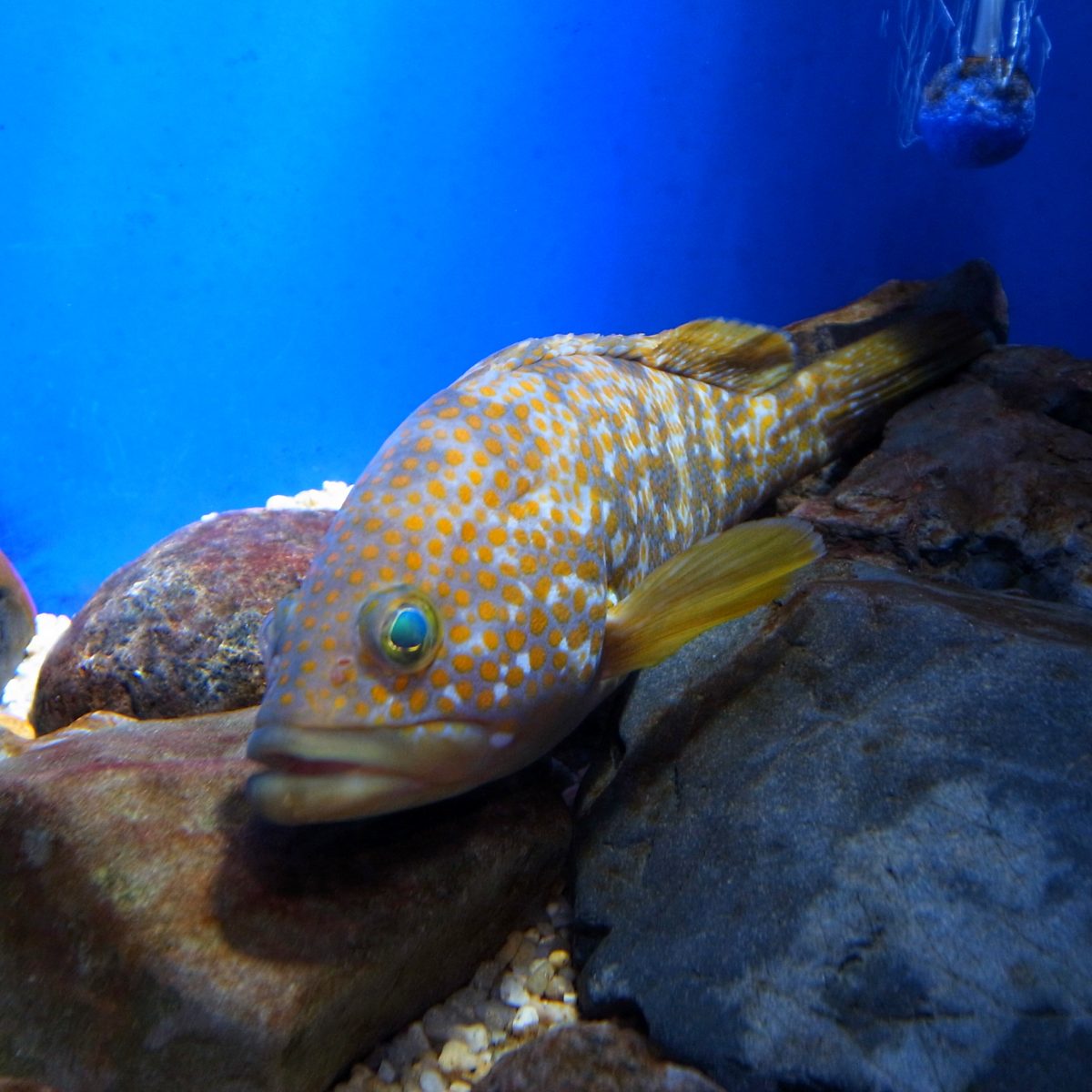 Epinephelus akaara