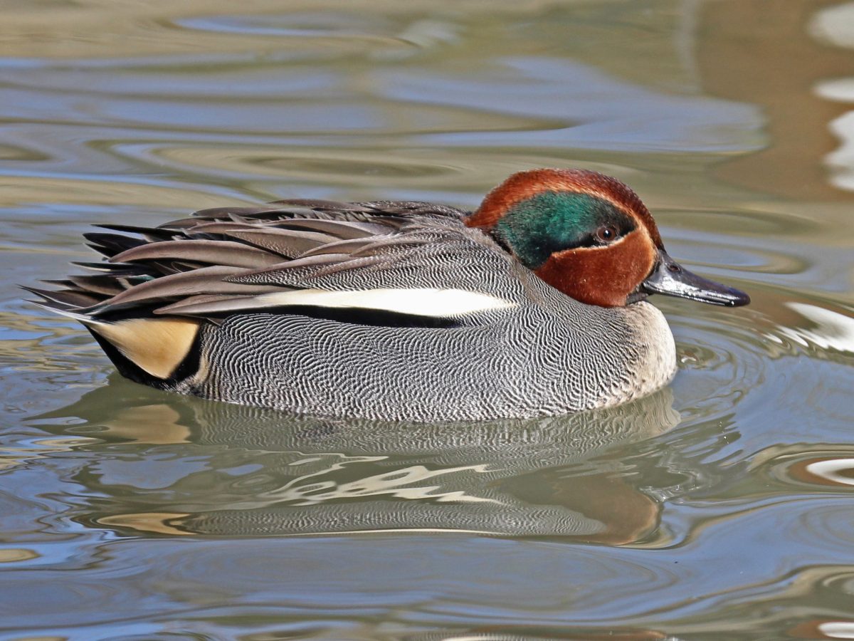 Wintertaling