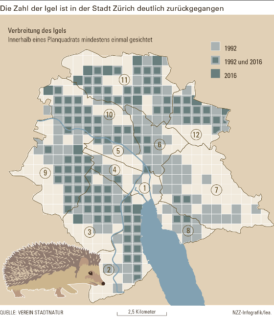 Igel in Zuerich