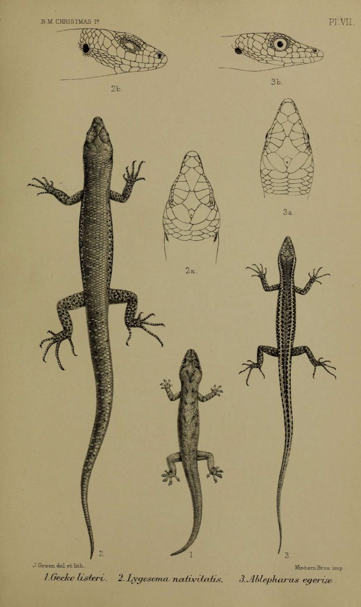 Blue-tailed Skink