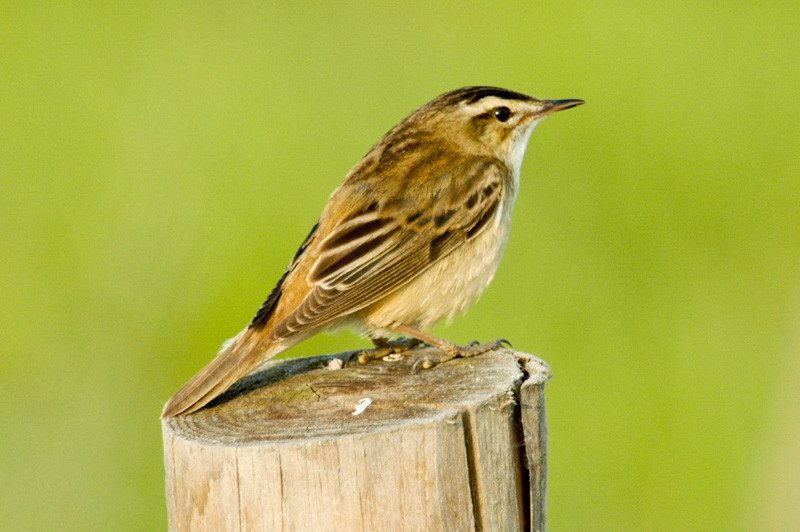 Acrocephalus schoenobaenus