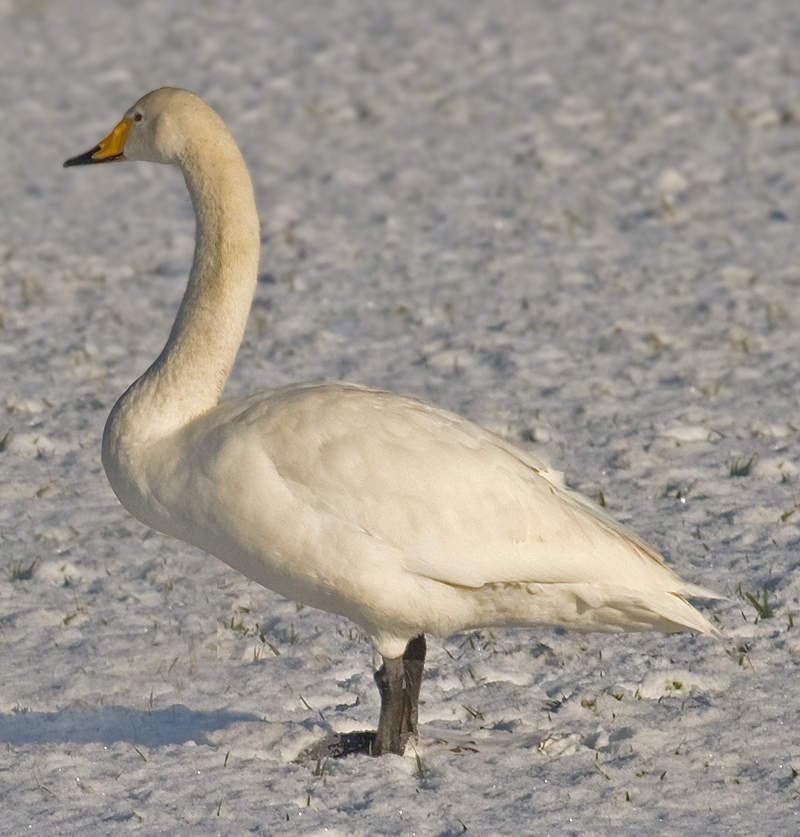 wilde zwaan