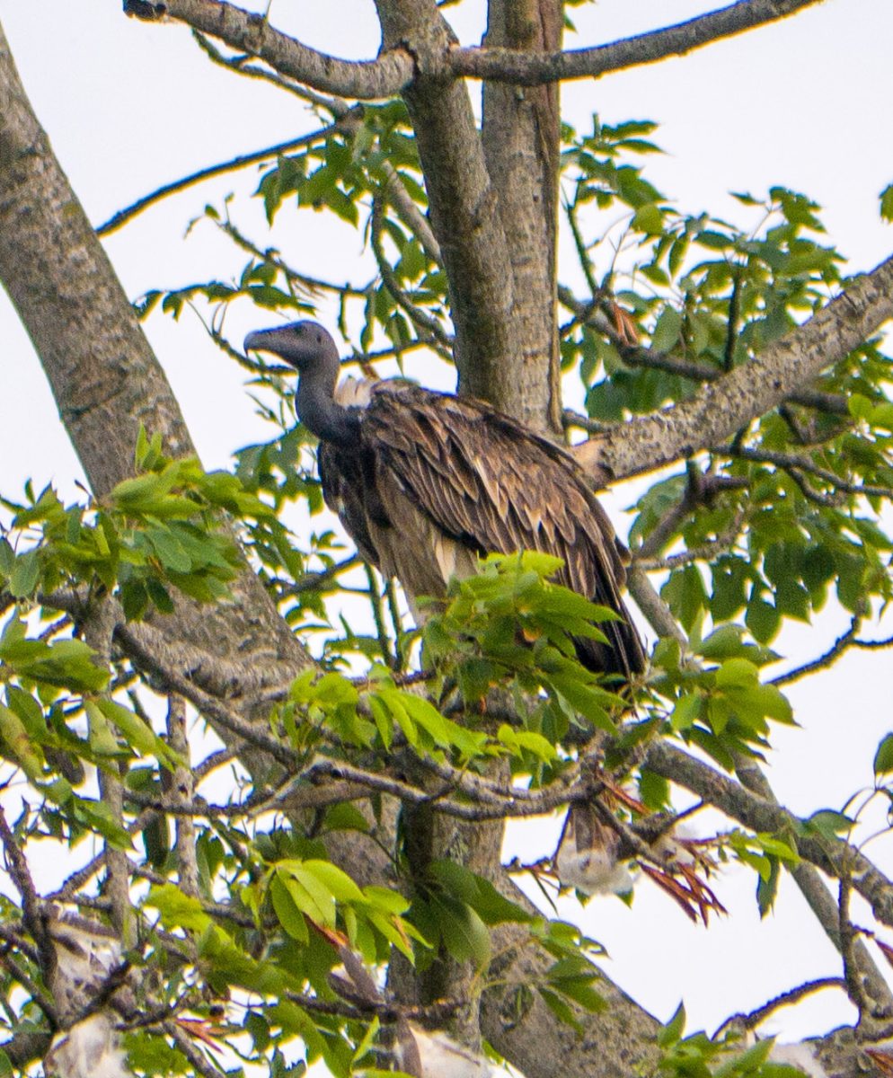 Gyps tenuirostris