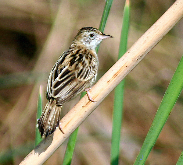 Cisticola juncidis