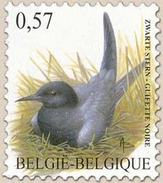 black tern