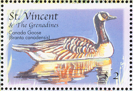 canada goose