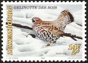 hazel grouse