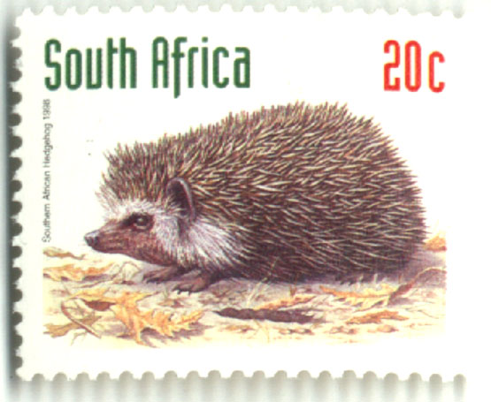 hedgehog7
