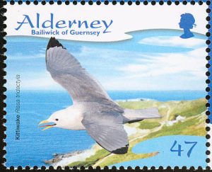 kittiwake 1
