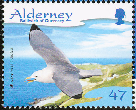 kittiwake 1