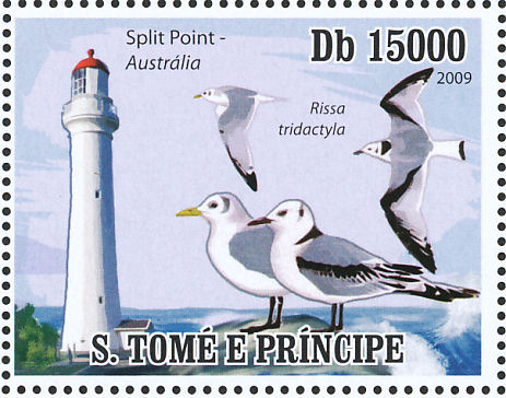 kittiwake2