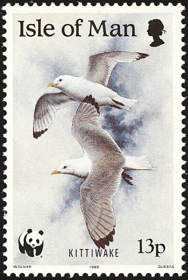 kittiwake3