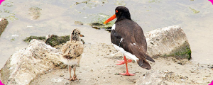 scholekster noordzee