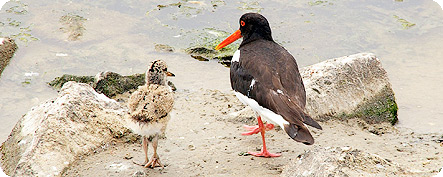scholekster noordzee