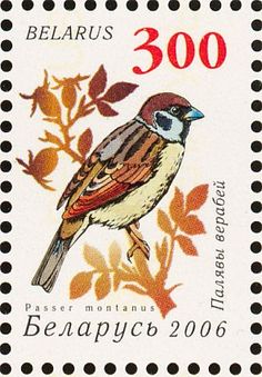 tree sparrow3
