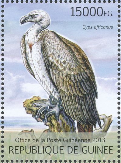 vulture7