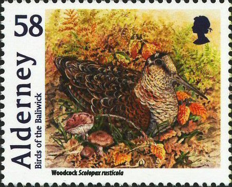 The woodcock is in steep decline