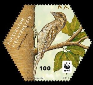 wryneck