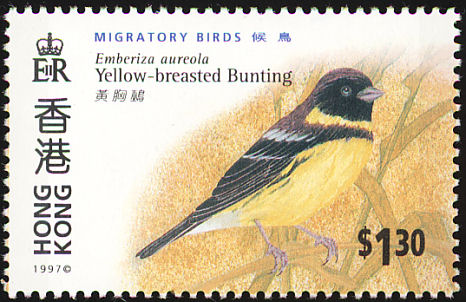 yellow-breasted bunting 3