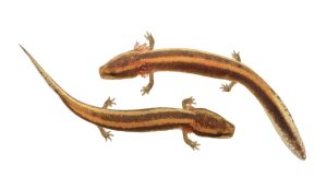 Necturus alabamensis