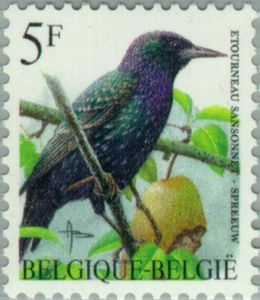 Starling-Sturnus-vulgaris (1)