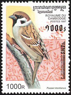 Tree sparrow2
