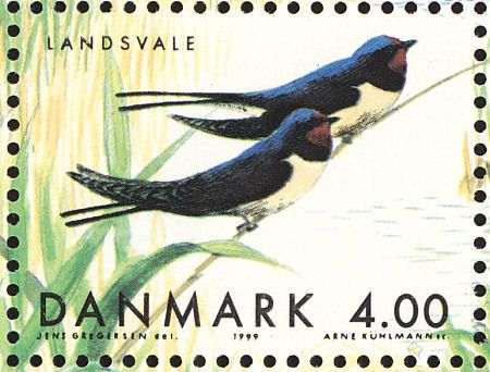 barn swallow11