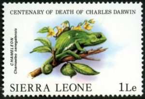darwin's frog