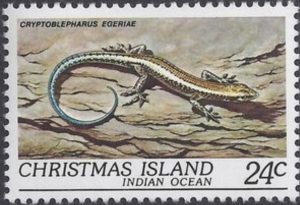 forest skink