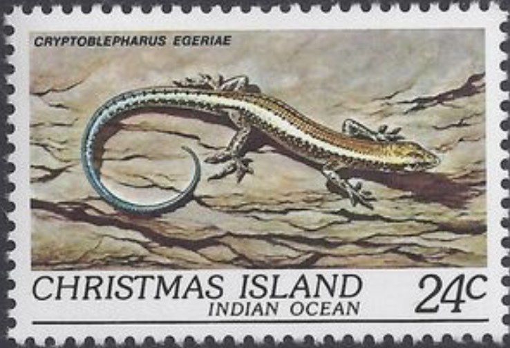 forest skink
