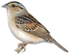 grasshopper sparrow