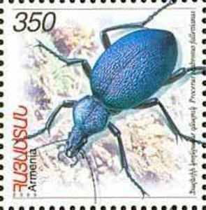 ground beetle