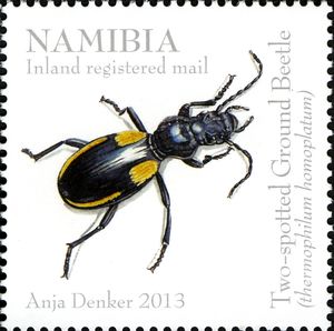 ground beetle1