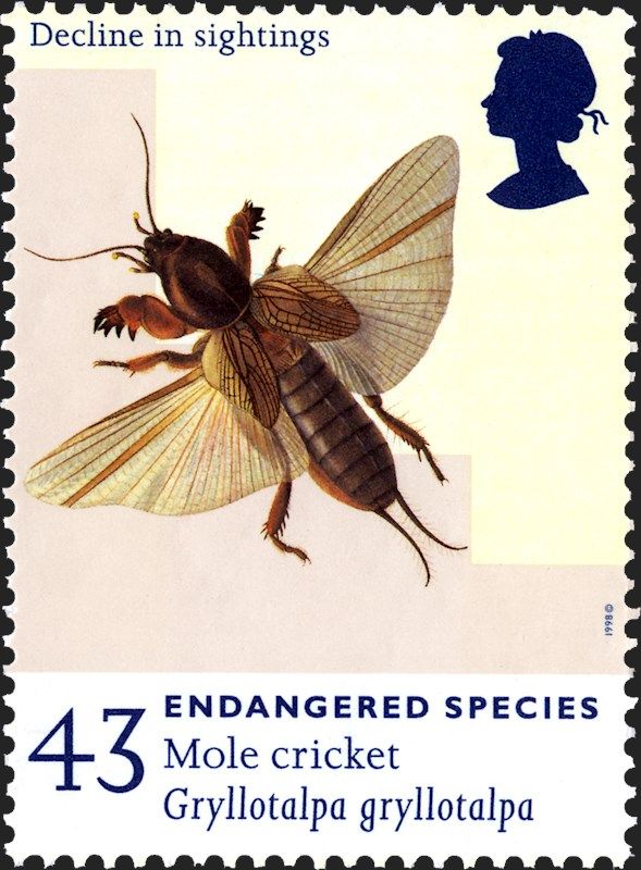 mayfly1