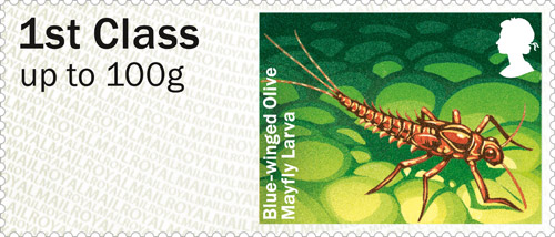 mayfly_larva_st