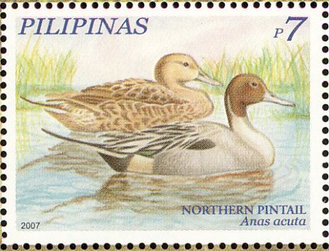 northern pintail
