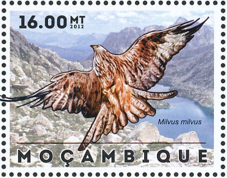 red kite2