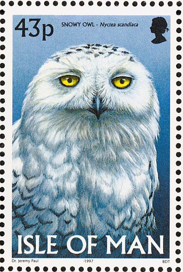 snowy owl1