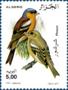 Chaffinch and greenfinch numbers plummet in Falkirk