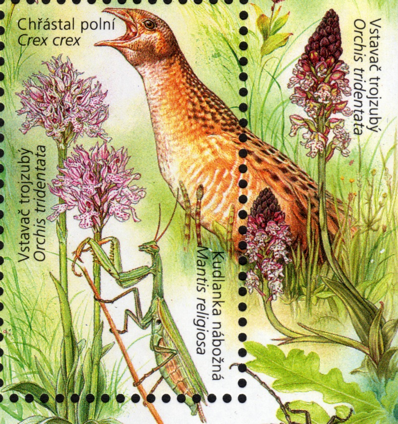Concern as Irish corncrake population nearly halves in three years