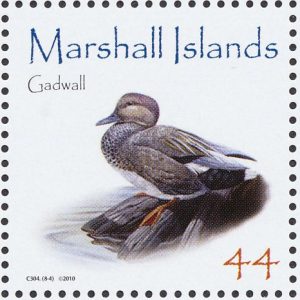 gadwall